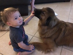 to want to veet my dog?