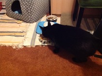 Should I rehome this kitty?
