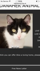 Yah! Approved for two cats!