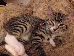 A cat/kitten picture sharing thread.