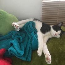 safe place for kitten to sleep!