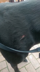 Needing to vent - dog been attacked today