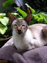 A cat/kitten picture sharing thread.