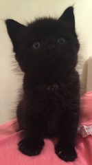 I have a 4 week old kitten could do with advice