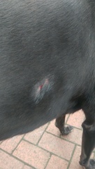 Needing to vent - dog been attacked today
