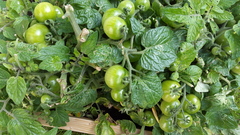 What would you do with these tomatoes? [photo]