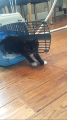 Help us name our new kitten (photos)
