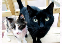 Help me make this choice" (cat related) (title amended by MNHQ)