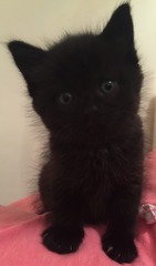 I have a 4 week old kitten could do with advice