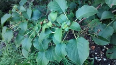 Plant identification (very novice gardener)