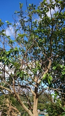 Can anyone identify this tree?
