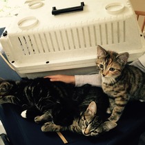 Kittens weeing on beds