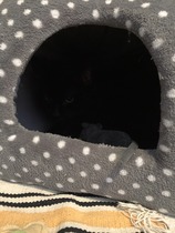 Should I rehome this kitty?