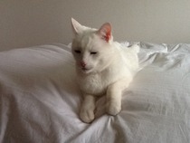 Fell in love with a rescue cat at the weekend and guess what?