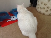 Fell in love with a rescue cat at the weekend and guess what?