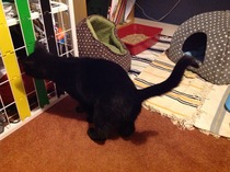 Should I rehome this kitty?