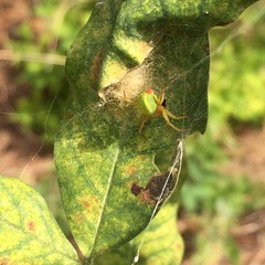 to kill all the spiders?