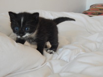 A cat/kitten picture sharing thread.