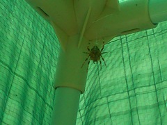 to kill all the spiders?