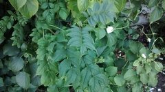 Plant identification (very novice gardener)