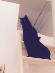 Cat psychologists lend me your ears...
