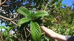 Can anyone identify this tree?