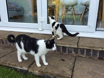 The commune is gathering for a sacred BFP! We are worshipping our womble conkers and admiring penis statues, but we're still remembering to jump our miroids at every opportunity! It's Just Shagging 54