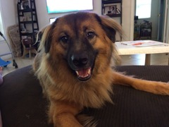 to want to veet my dog?