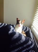 Bittersweet - first foster is ready for a new home (photos)