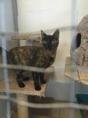 Any name ideas for new cat? (Photos included!!)