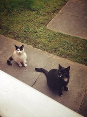 Is it random how cats choose their human?