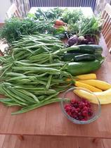Allotment /Veg patch  thread 4 "Lettuce and Peppers and Pears OH MY!"