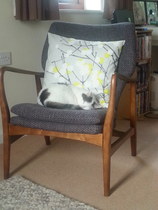 I keep subconsciously buying things that coordinate with the cat