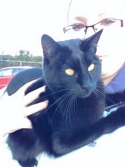 Is it random how cats choose their human?