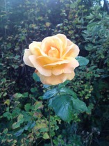 Tell me what is flowering in your garden today.