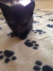 Two orphaned kittens...help!