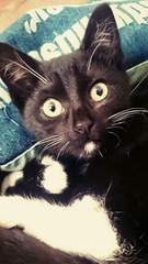 Oh bugger. We're (hopefully) getting another cat.