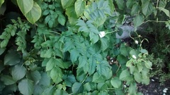 Plant identification (very novice gardener)
