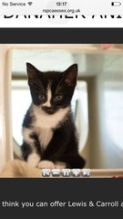 Yah! Approved for two cats!