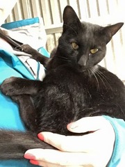 Further to this weeks inadvertant Bath I have just rescued the cat from...