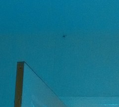 to kill all the spiders?