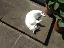 Fell in love with a rescue cat at the weekend and guess what?