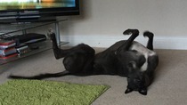 Large durable dog bed - any recommendations? Orvis?