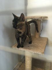 Any name ideas for new cat? (Photos included!!)