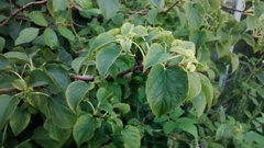 Plant identification (very novice gardener)