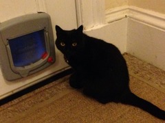 Cat psychologists lend me your ears...