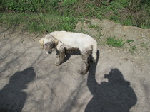 Ive had a golden retriever puppy 4 days....and changed my mind