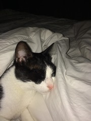 A cat/kitten picture sharing thread.