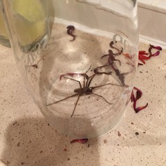 to kill all the spiders?