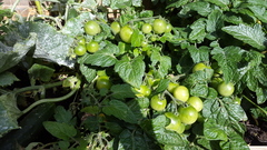 What would you do with these tomatoes? [photo]